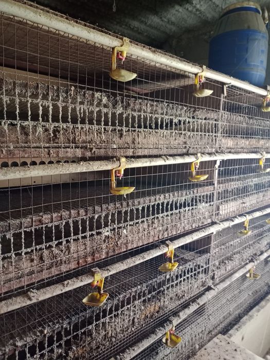 Клетки для перепелов