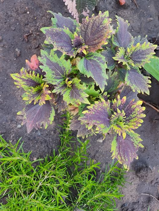 Цветы прекрасные Колеусы