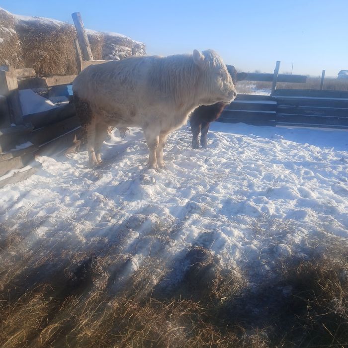 Продам быка на развод