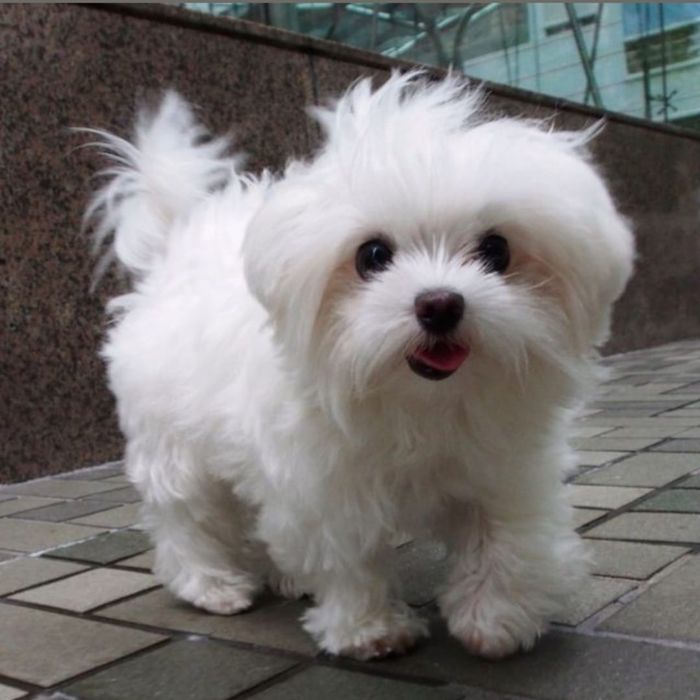 Bichon Maltez Fetiță