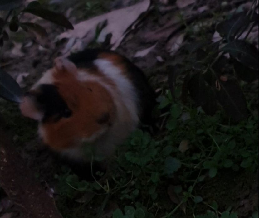 Морская свинька .РИТО