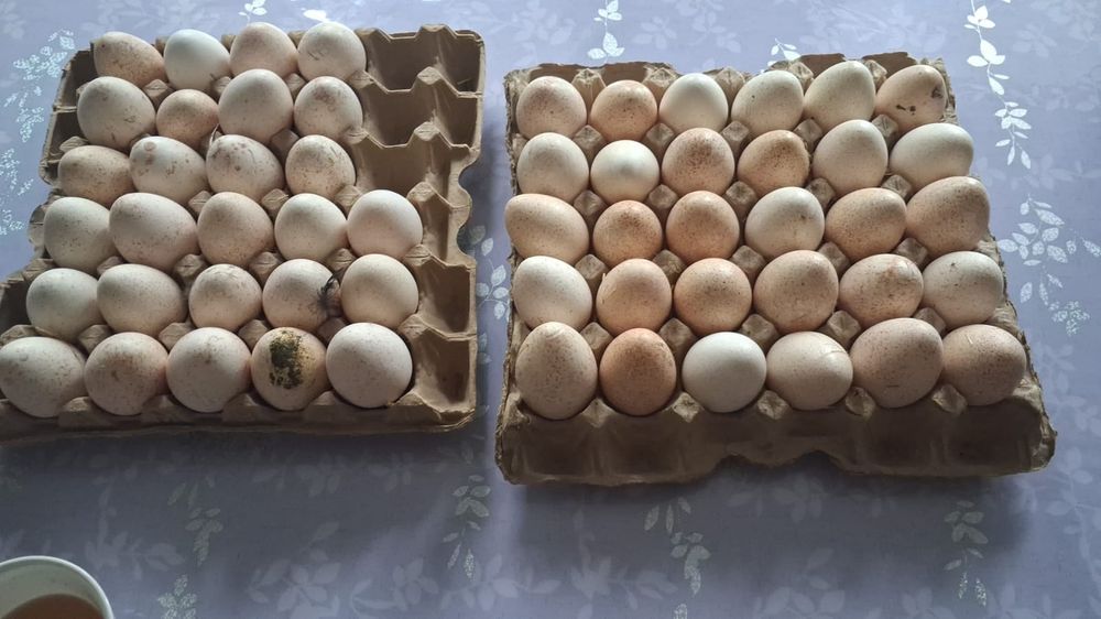 Яйца индейка инкубационные