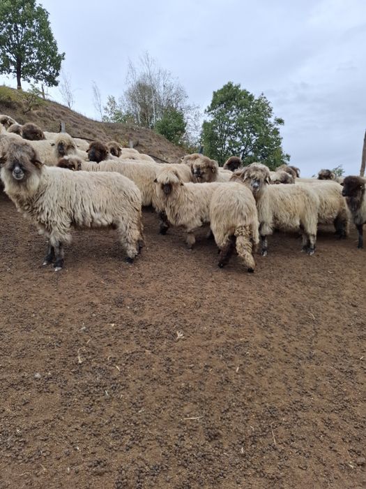 De vânzare detali la telefon