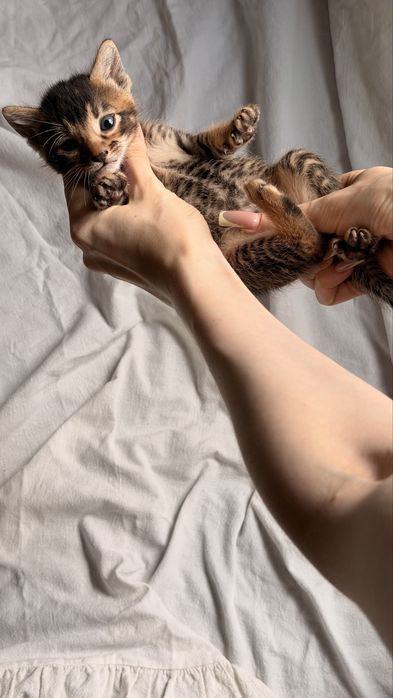 абиссинские котята