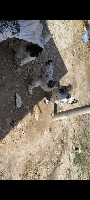 Svetliy tovuqlani tuxumlari sotiladi