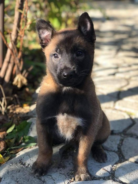 Pui Ciobanesc Belgian Malinois