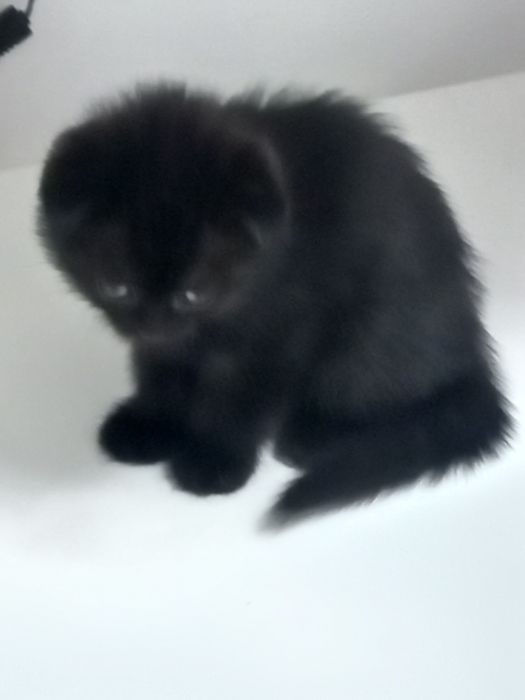 Продам вислоухих шотландских котят