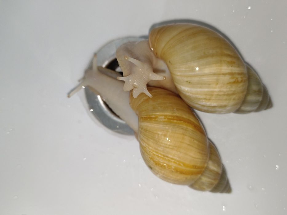 Улитки ахатинки большие