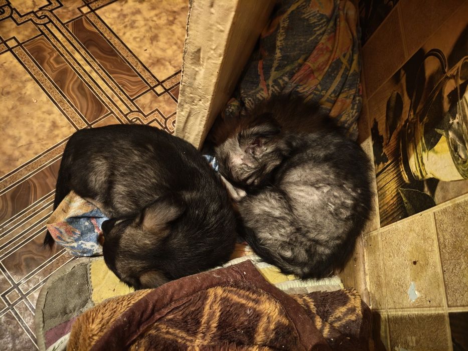 Отдам в Добрые Руки