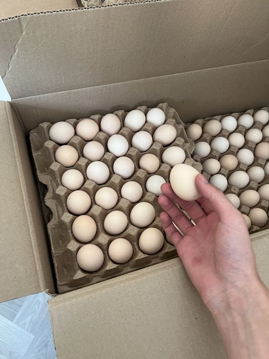 Инкубационные яица бройлер росс 308