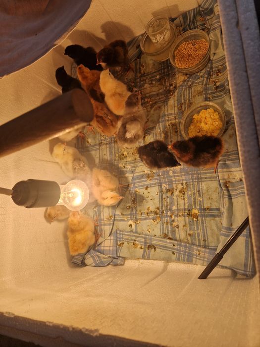 Продам цыплят,утят,гусят.