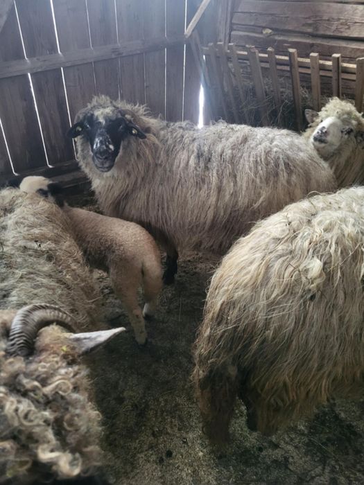 Oi de vanzare din suceava