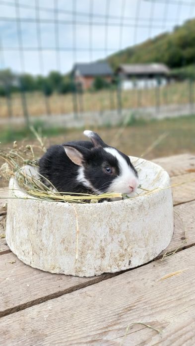 Iepurași de companie