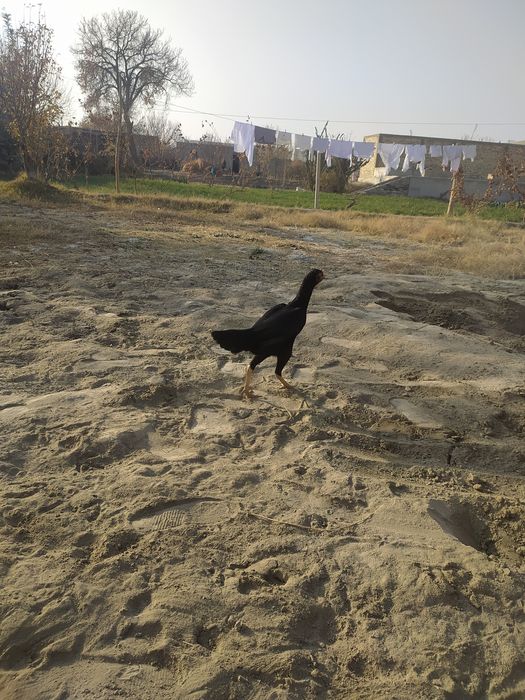 Ассалому алейкум куланги хуроз сотилади зоти карис