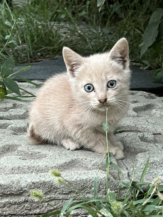 Милейшие котятки