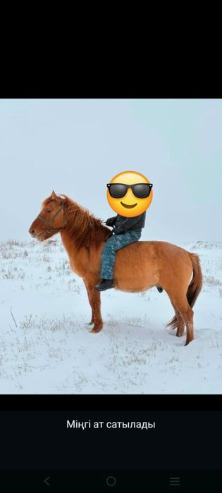 Продам двух лощадей 2 ( Мерин) обученные