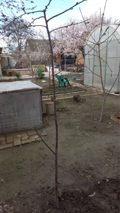 Самая ранняя крупная вишня