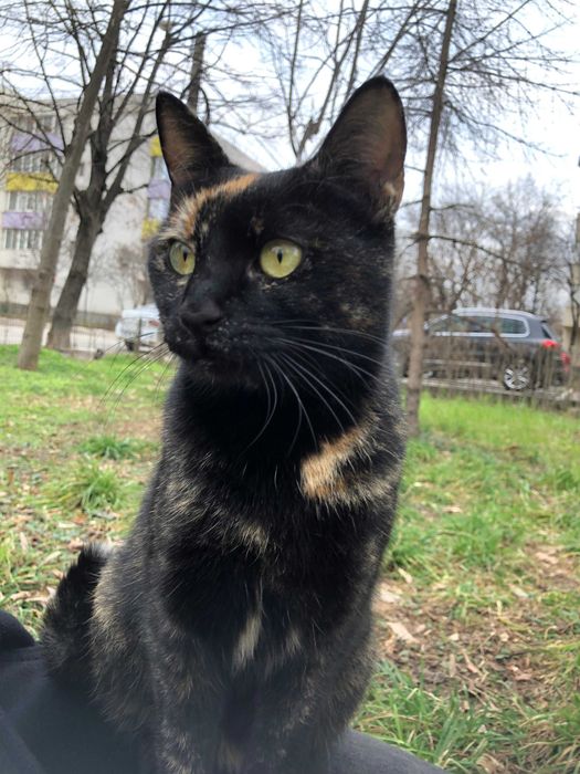 Tortie, pisicuta sterilizata pentru adoptie
