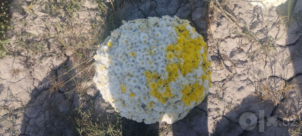 Xirazentimani gullari sotiladi