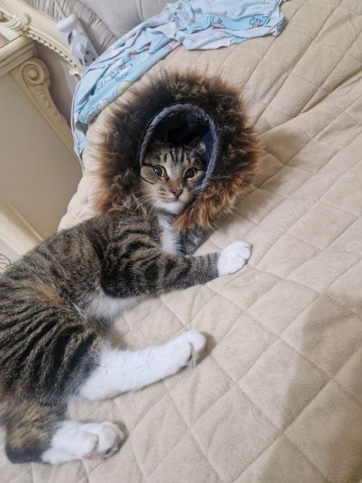 ПодРощенЫе КотЯта