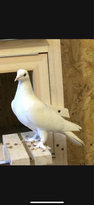 Голуби турецкие такла