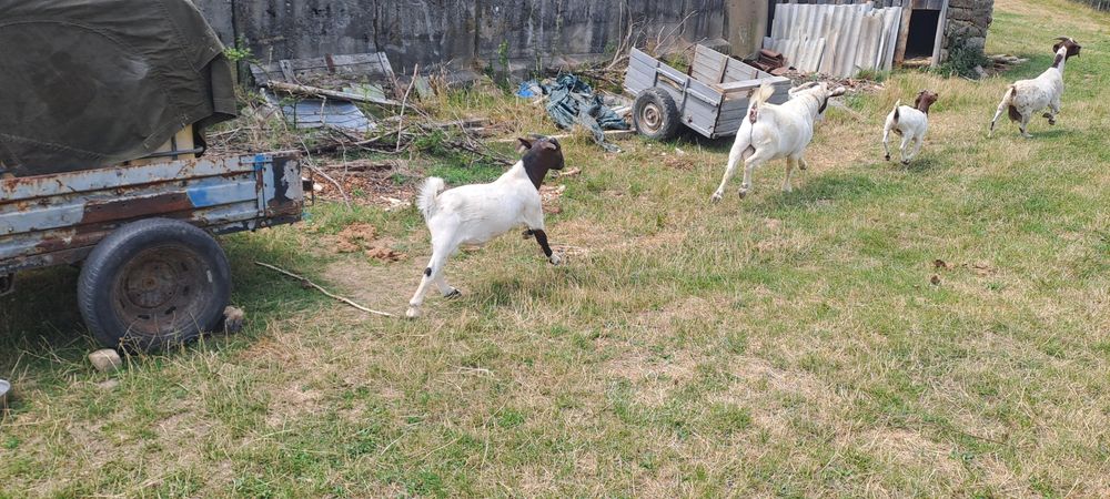 Vând țăpișor  boier