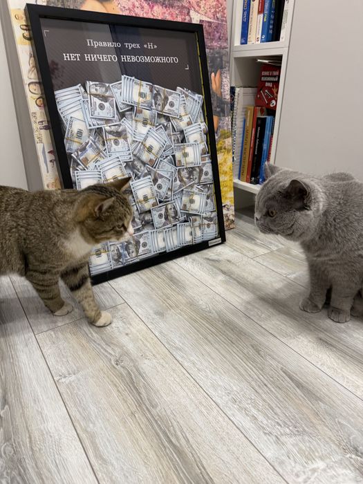 Ищем дом для кота