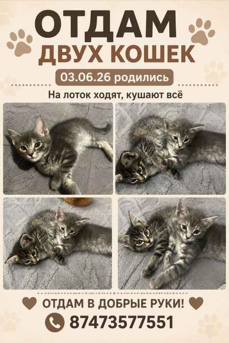 Отдам котят в хорошие руки