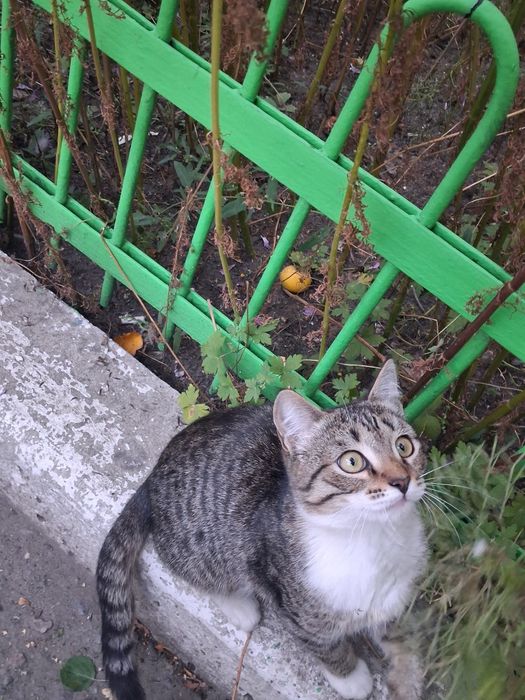 Котенок ищет себе теплый дом