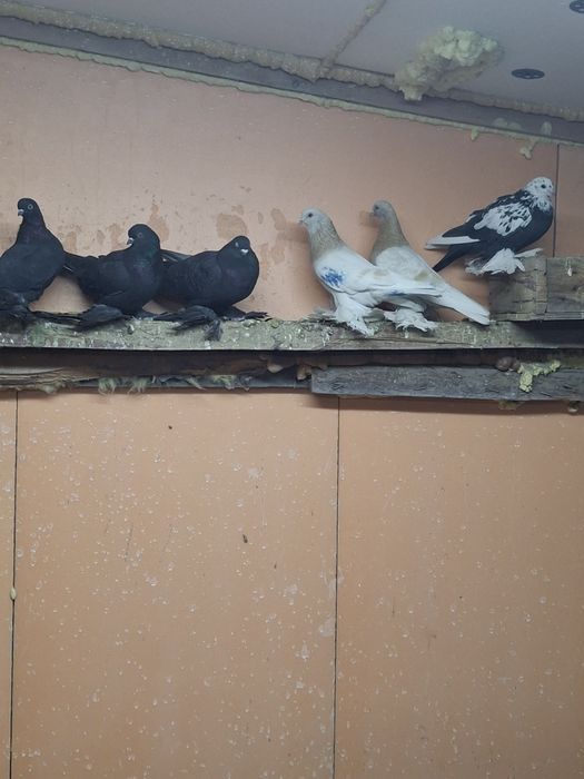 Продам голубей игра гребля тяга