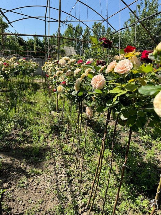 Роза кошеттербар