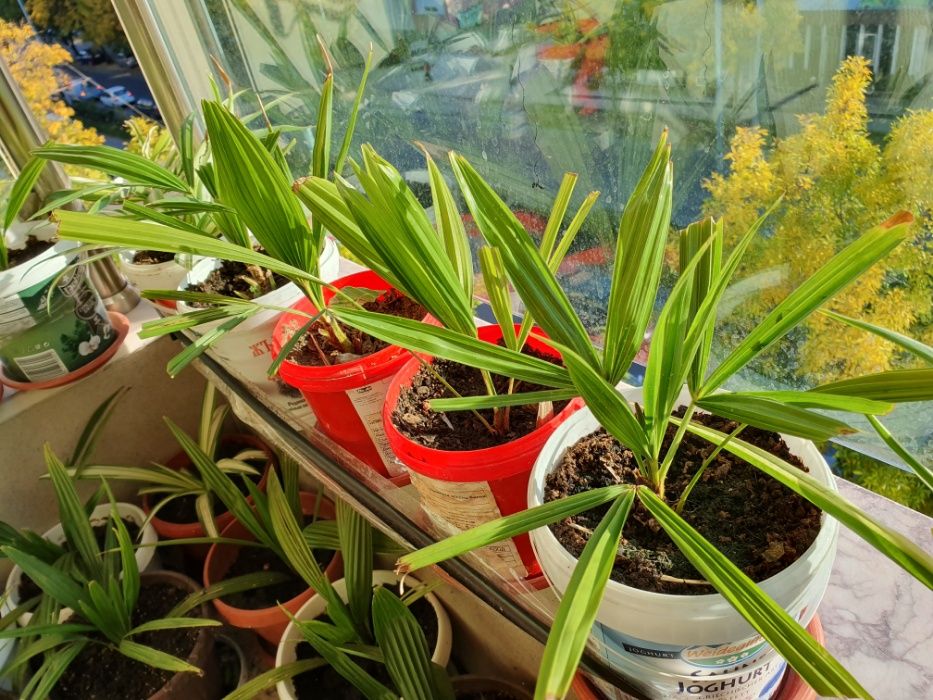 Предлагам малки студоустоичиви палми - 10 бр за 60 лв Tрахикаптус.