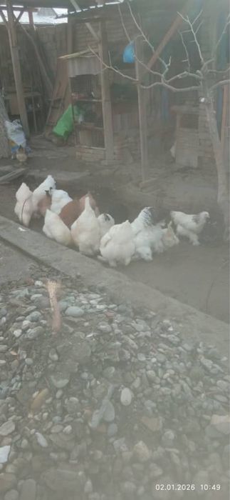 Куйончалар сотилади 50 минг сумдан бошланади