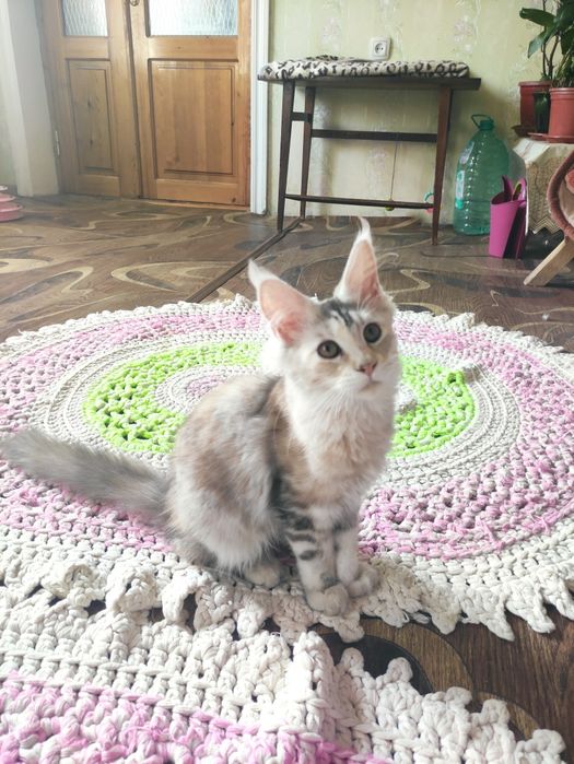 Мейн-кун девочка