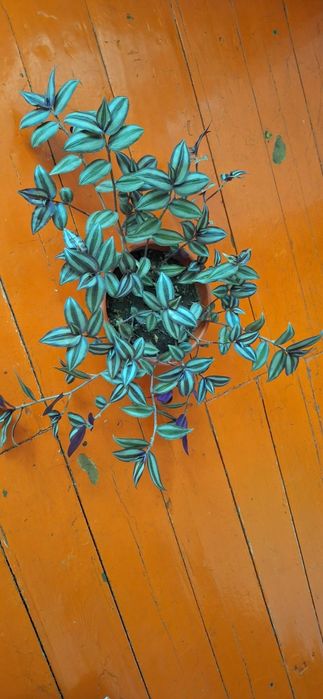 комнатные горшочные цветы