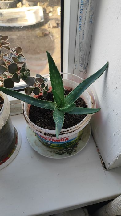 Алоэ комнатное растение