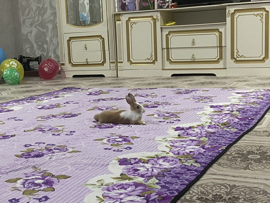 Декоротивный кролик