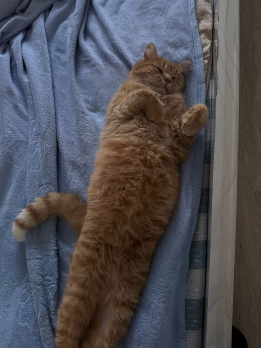 Кот, найденный на улице. привит, кастрирован