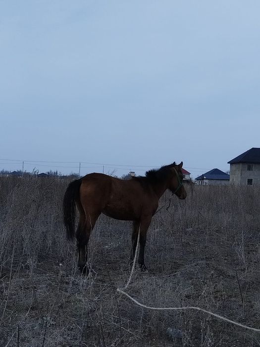 Домашний скоты, лощадь