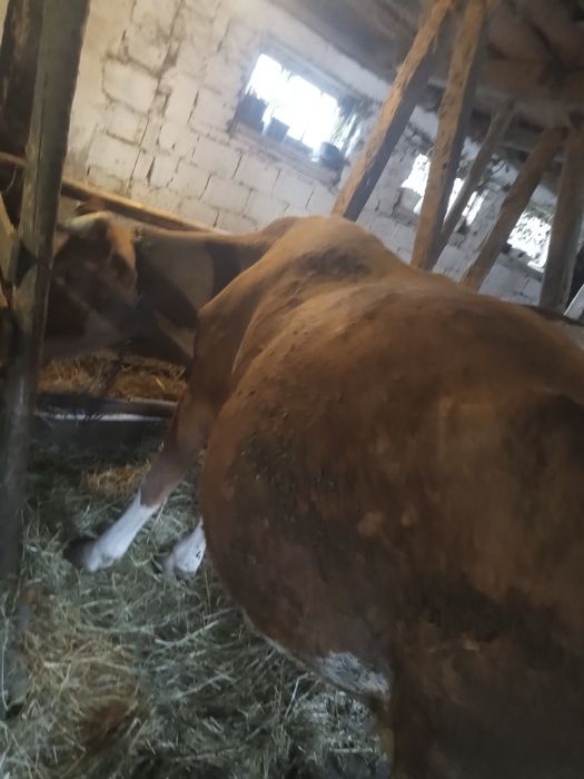 Vaca gestantă in luna 9