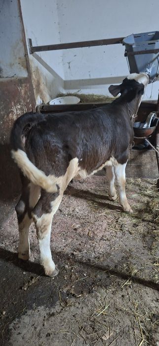 Vitea din vaca buna de lapte