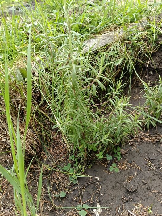 Размарин приправа к мясу и рыбе