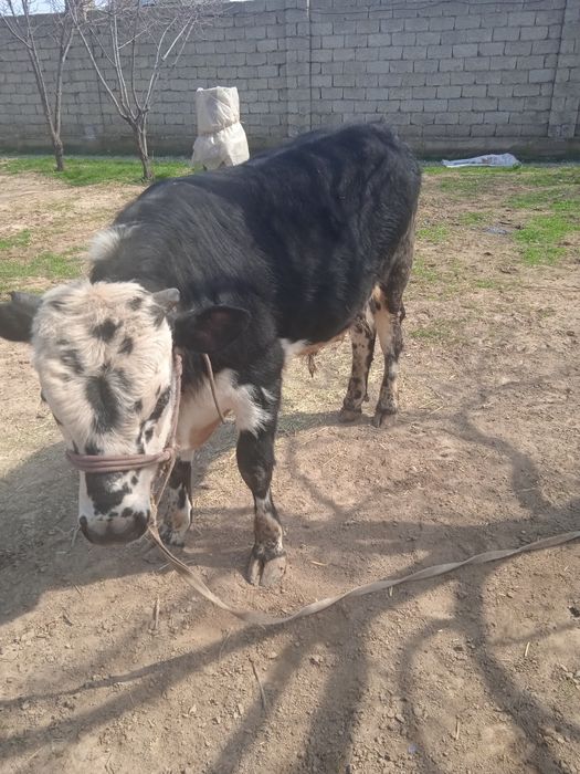 Бұқа сатылады срошна