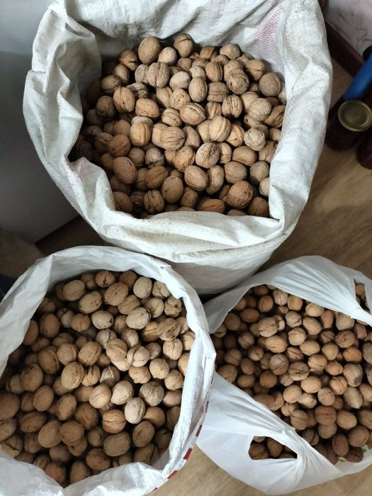 Грецкие орехи с дачи