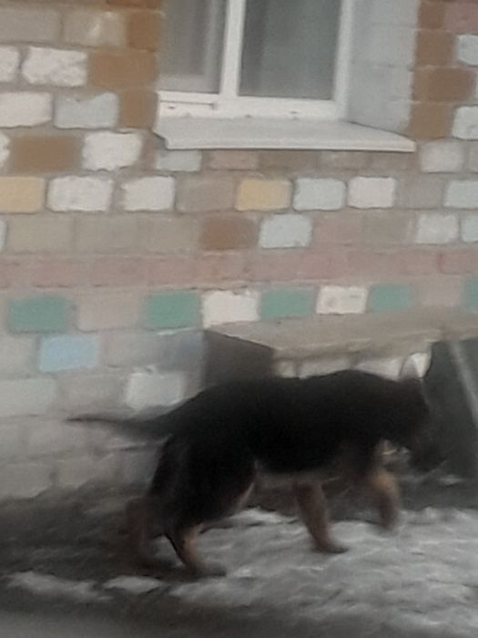 Немецкая овчарка девочка/ұрғашы