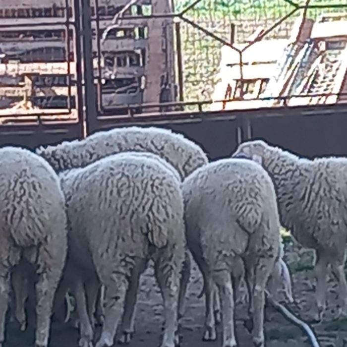 De vinzare mielute de asaf pur metisat cu bergamasca