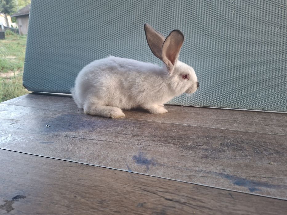 Iepuri tineri 2 luni
