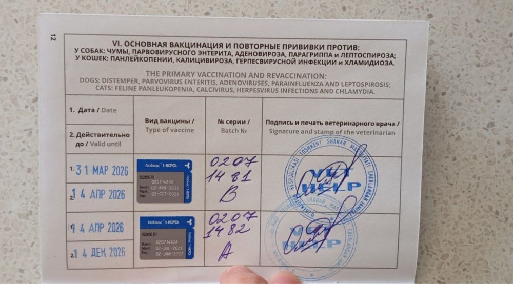 Кот Скоттиш Страйт В хорошие руки