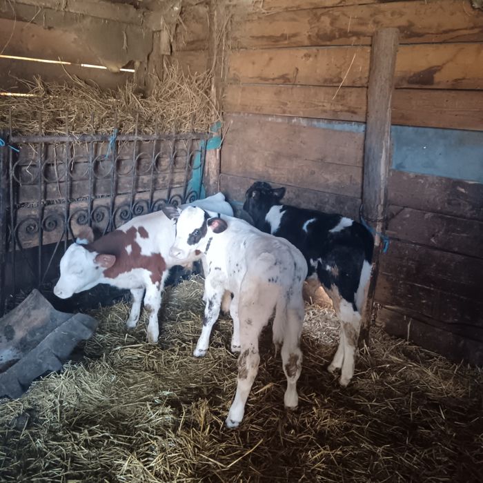 Vând 3 vitei 2 tauras și un vițeaua