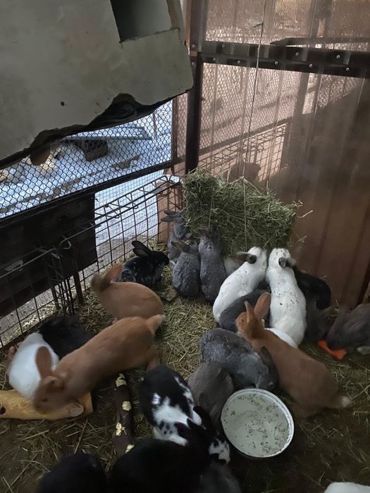 Кролики разных пород